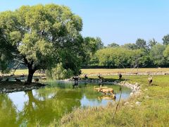 -北京麋鹿生态实验中心