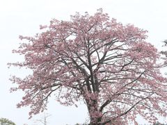 -风云岭森林公园