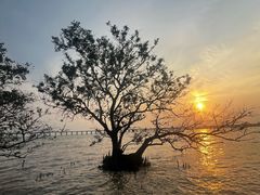 -宝安西湾红树林湿地公园