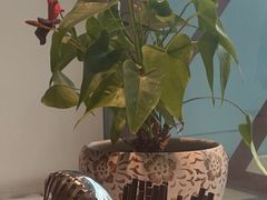 -蛙一刀·麻椒鱼火锅(金仙桥店)