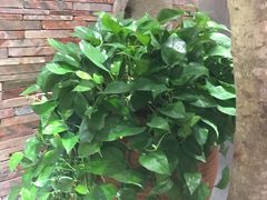 -临家闽南菜(翔安店)