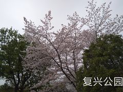 -复兴公园