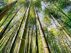 -宜兴龙背山森林公园