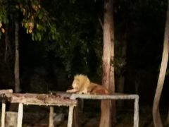 -清迈夜间动物园