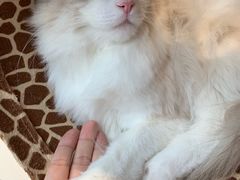 -飞行喵MR PILOT|猫舍·猫咖(静安大融城店)