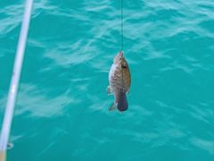 -小猫钓鱼海钓俱乐部(椰梦长廊店)