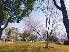 -羊山湖公园