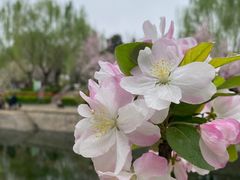 -海棠花溪(元大都城垣遗址公园)