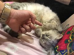 -more than meow吴止猫主题餐厅(承德 中船汇店)