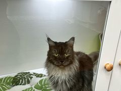 -青奢宠物·青奢猫舍