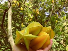 -小洲村