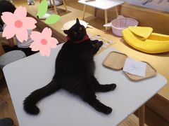 -滚猫咖啡·猫咖·猫友好撸猫(未来城店)