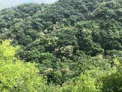 -大岭沟猕猴桃谷风景区