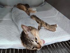 -派特宠物医院(圆融广场店)