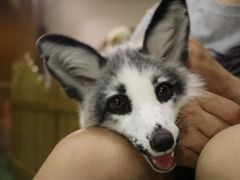 -藦茜花园宠物主题亲子互动体验馆(国顺东路店)