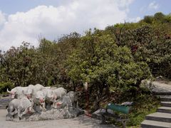 -贵州百里杜鹃风景名胜区