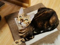 -猫和宫(六道口店)