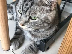 -平行世界·猫咖(首经贸店)