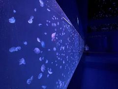 -太平洋海底世界