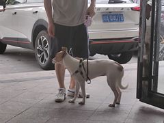 -半岛宠物医院24小时(科华中路店)