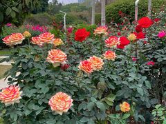 -人民公园(罗湖区)