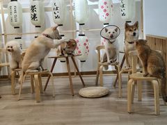 大堂-柴迷FANS CLUB·柴犬狗咖·猫咖