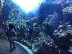 -迪拜水族馆及水下动物园