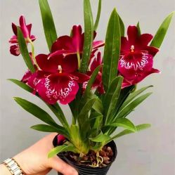 -Oasis Beauty水磨坊科技美肤中心