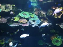 -暹罗海洋世界