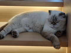 -喵园·猫主题咖啡厅·撸猫·猫咖(国贸店)