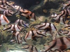 -洛阳龙门海洋馆