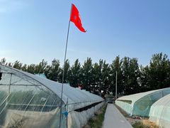 -庞各庄西瓜蔬菜采摘园·锦华瓜园