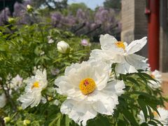 -红螺寺