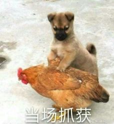 -花师傅