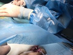 -爱诺耐芙动物医院(万博店)