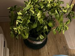 -复旦张江校区食堂