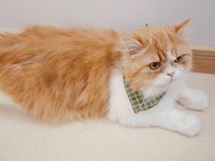 -猫在这儿猫咪咖啡馆·撸猫馆