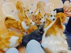 -柯斗斗主题餐厅·狗咖·围炉煮茶·茶饮(国瑞升平里店)