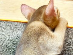 -帕帕拉兹宠物(亚洲旗舰店)