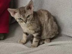 -momokira米努特·德文卷毛猫·棉花面纱犬