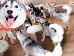 -Husky Go! 哈士奇体验馆·宠物咖啡厅狗咖