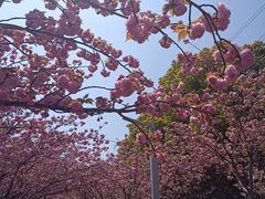 -高东镇樱花园