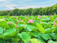 -荷塘月色湿地公园·向阳花洲
