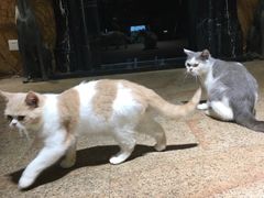 -more than meow吴止猫主题餐厅(承德 中船汇店)