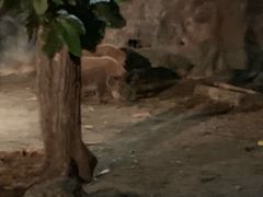 -清迈夜间动物园