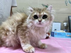 -北京观赏动物医院·24小时大型综合·猫专科·异宠专科