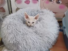 -糯米喵星人总部直营旗舰店·猫舍·幼猫出售
