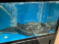 -味家烤肉烤鳗鱼牛排(西塔旗舰店)