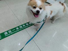 -瑞鹏宠物医院·微创内窥镜·骨外科·牙科(翠竹分院)