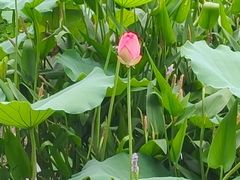 -荔湾湖公园